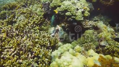 png珊瑚礁上的绿鹦鹉鱼